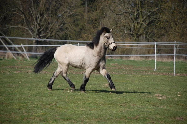 Horses Outdoors Daytime — Stock Photo, Image