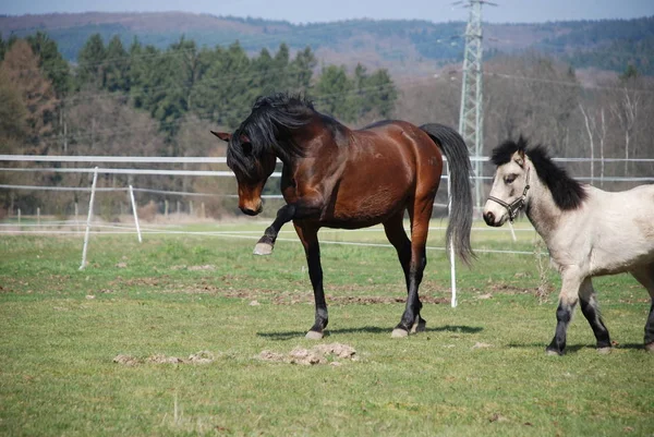 Bonito Cavalo Selvagem Natureza — Fotografia de Stock