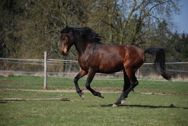 Bonito Cavalo Selvagem Natureza — Fotografia de Stock