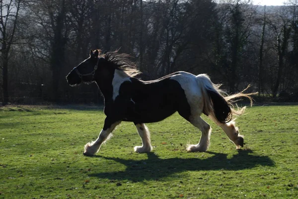 昼間は屋外の馬 — ストック写真