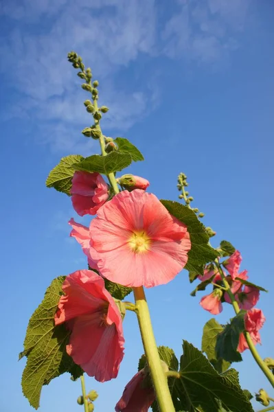 美しい花 花のコンセプトの背景 — ストック写真