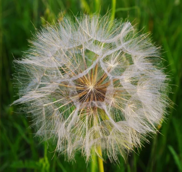 Pusteblume Wieczornym Świetle Ruegen — Zdjęcie stockowe