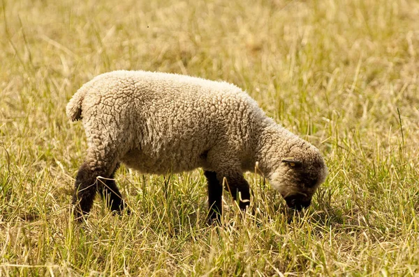 Çayır Üzerinde Yeni Kesilmiş Otlayan Koyunlar — Stok fotoğraf