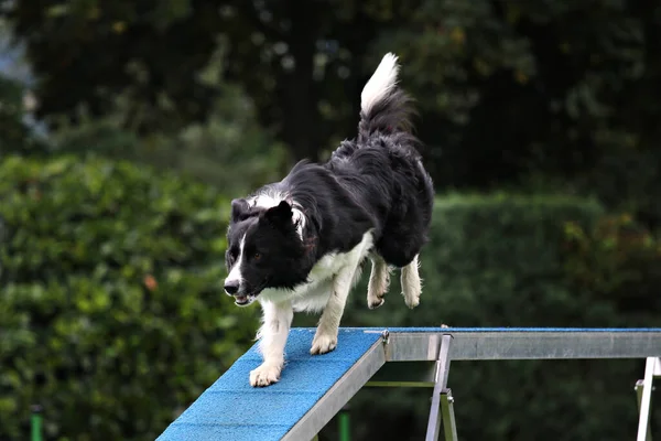 Gräns Collie Körs Smidighet Parcour — Stockfoto