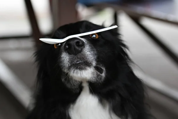 Collie Fronterizo Balanceando Una Cuchara Plástico Nariz —  Fotos de Stock