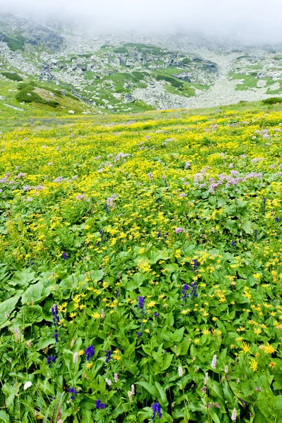 Kvetnica Vysoke Tatry High Tatras Slovakia — Stock Photo, Image