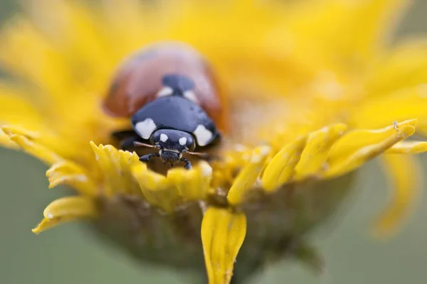 Vue Rapprochée Coccinelle Mignon Insecte — Photo