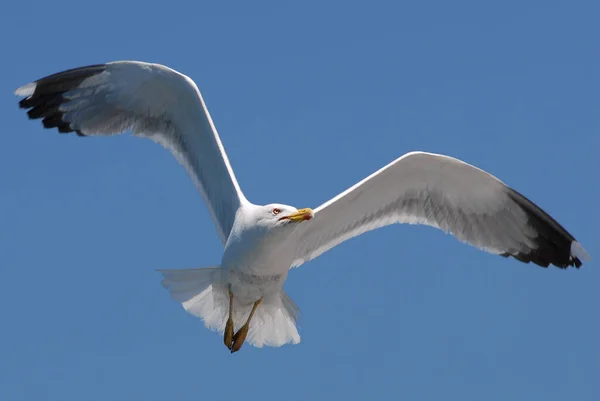 Närbild Seagull Fluga Larus Blue Sky Bakgrund — Stockfoto