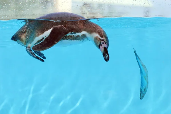 Pinguino Humboldt Spheniscus Humboldti Sott Acqua Con Pesce — Foto Stock