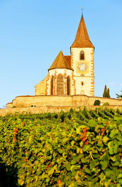 Üzüm Bağı Olan Kilise Hunawihr Alsace Fransa — Stok fotoğraf
