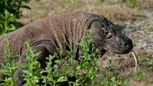 Hayvanat Bahçesinde Yeşil Bir Iguana — Stok fotoğraf