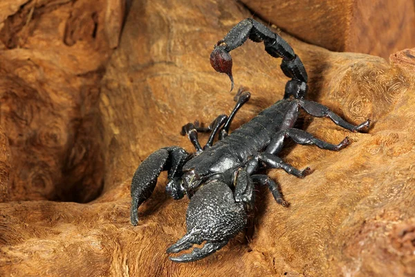 Vista Cerca Los Insectos Naturaleza — Foto de Stock