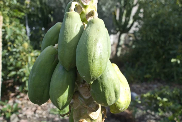 Naturskön Syn Jordbruket Selektiv Inriktning — Stockfoto