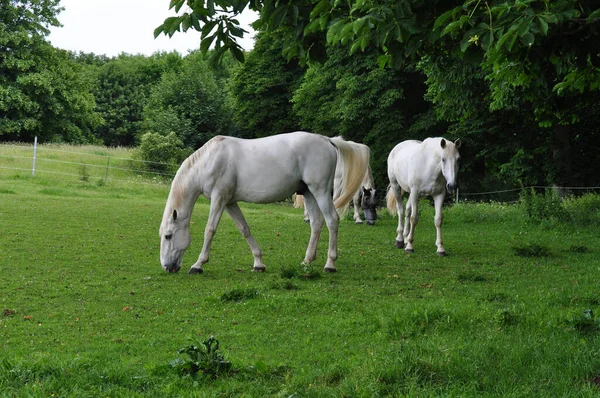 Caballos Aire Libre Durante Día — Foto de Stock