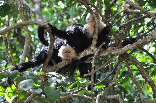 Monos Capuchinos Costa Rica — Foto de Stock