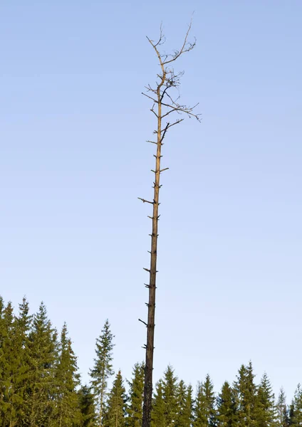 Ett Enda Dött Träd Mot Trädlinje Och Blå Himmel — Stockfoto