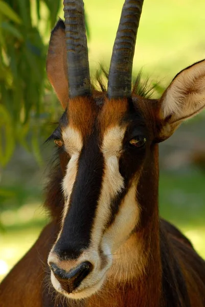 Een Portret Van Sable Antilope Hippotragus Niger — Stockfoto