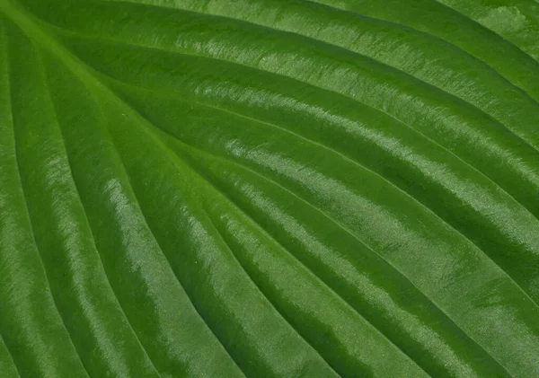 Piękne Botaniczne Ujęcie Naturalna Tapeta — Zdjęcie stockowe