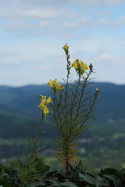 Beautiful View Nature Scenery — Stock Photo, Image