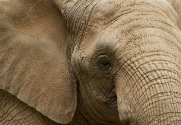 Savannah Elephant Přírodní Zvíře Savec — Stock fotografie
