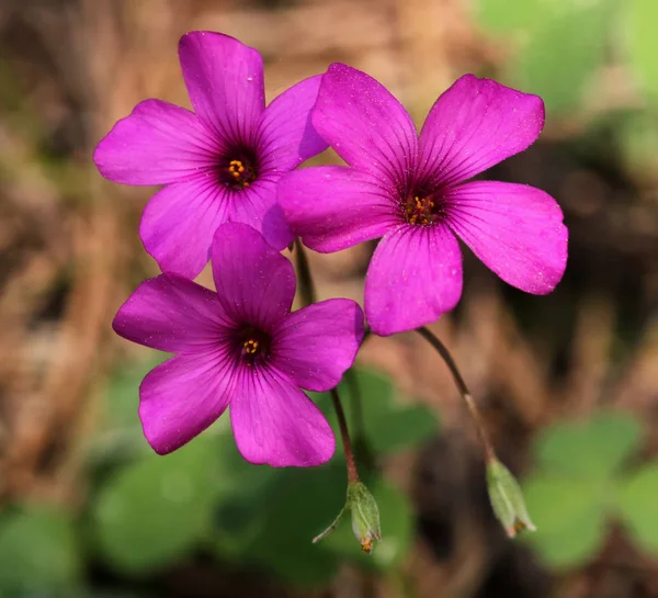 Schöne Botanische Aufnahme Natürliche Tapete — Stockfoto