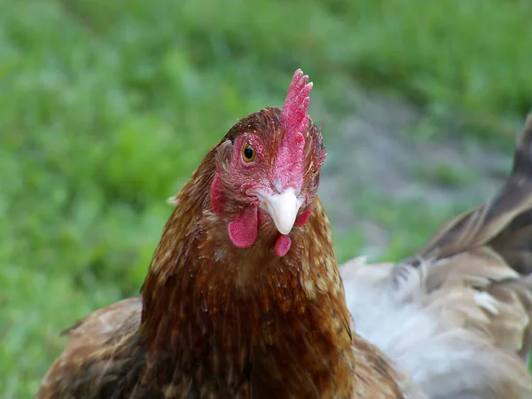 Festői Kilátás Gyönyörű Madár Természetben — Stock Fotó