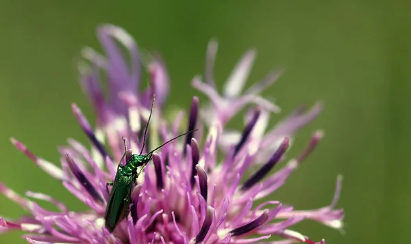 Beakbug Verde Escarabajo Azul Hembra — Foto de Stock