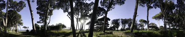 Pines Tuscan Pinewood Follonica Italy — Stock Photo, Image