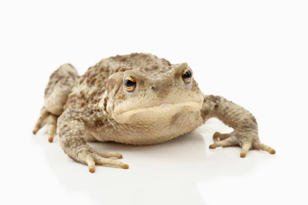 두꺼비 파충류 개구리 양서류 — 스톡 사진