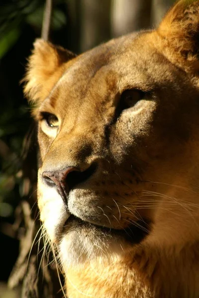 Savannah Wildcat Gato Predador Leoa — Fotografia de Stock