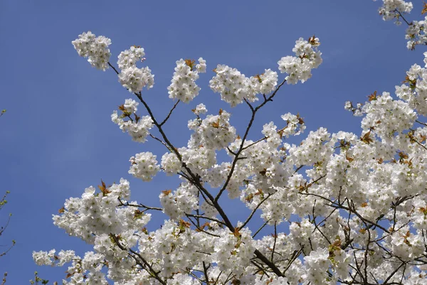 白い花の花びら春の夏の植物 — ストック写真