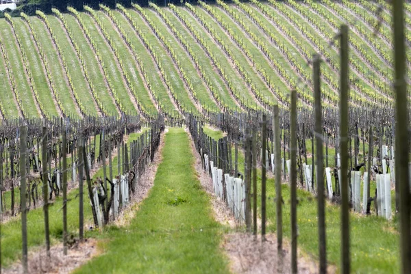 Vignoble Printemps Avec Une Nouvelle Croissance Apparaissant Surrey Angleterre — Photo