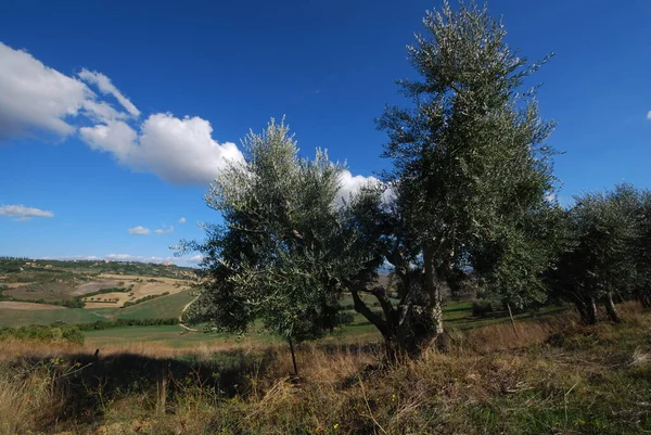 Olive tree under blue sky in Tuscan landscape in autumn