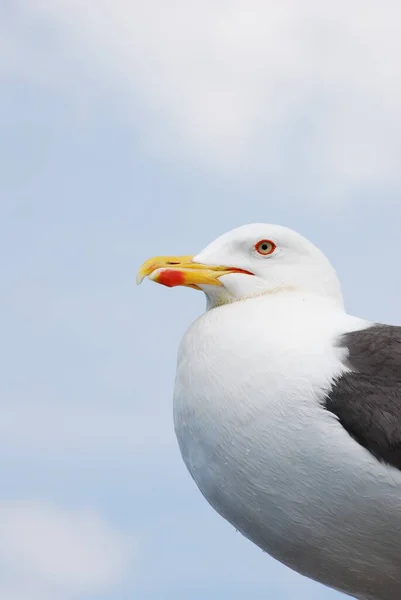 Vue Panoramique Magnifique Oiseau Mouette Mignon — Photo