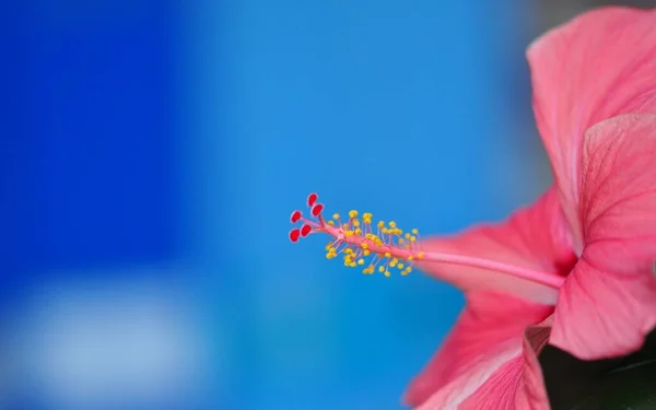 Hibiskus Blüht Blütenblätter Flora Und Natur — Stockfoto