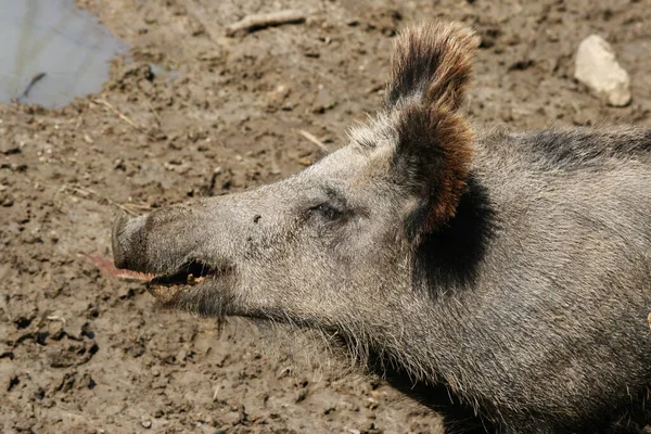 Detailní Záběr Zvířat Zoologické Zahradě — Stock fotografie