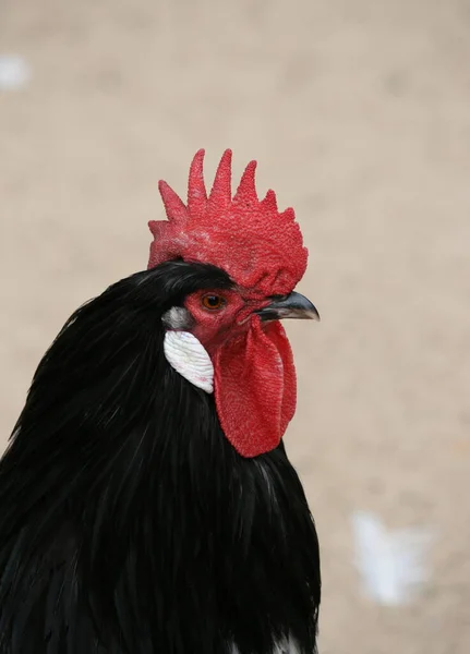 Hausgeflügel Auf Dem Hof — Stockfoto