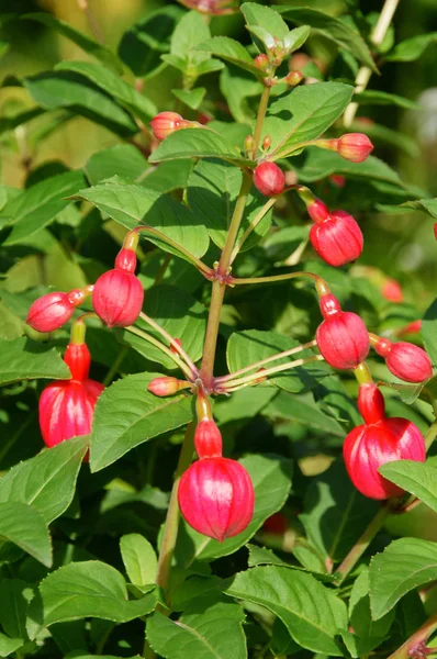 Schöne Blumen Blumiges Konzept Hintergrund — Stockfoto