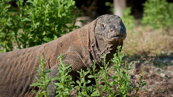 Komodo Dragon Lézard Reptile — Photo