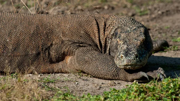 Exotiska Djur Ödla Reptil — Stockfoto