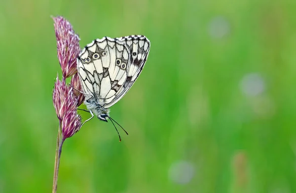 Vue Rapprochée Belle Exotique Faiblir — Photo