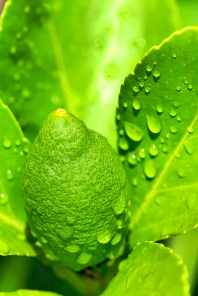 Ağaçta Yeşil Limon — Stok fotoğraf