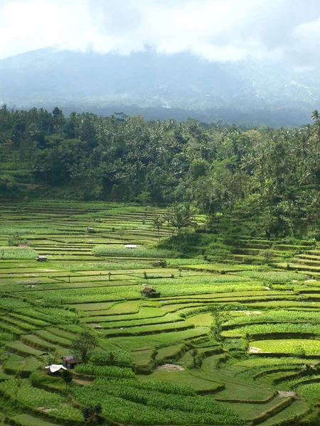 Mooie Bali Rijst Terrassen — Stockfoto