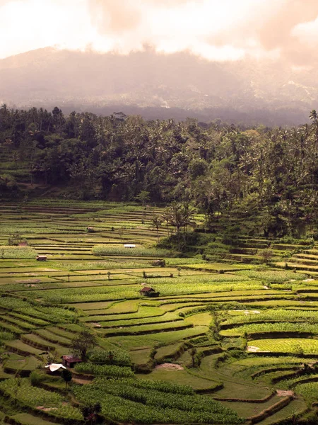 Bali Rijst Terras Avond — Stockfoto