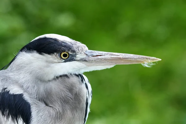 Blaureiher Porträt — Stockfoto