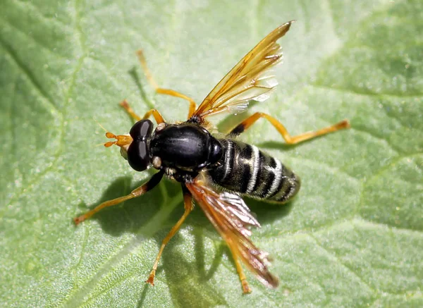 Wasp Leaf — Stock Photo, Image