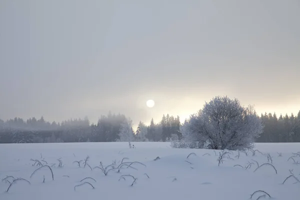 Sole Del Mattino Nella Nebbia Invernale — Foto Stock