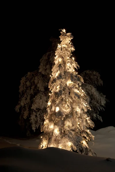 Karda Kışta Noel Ağacı — Stok fotoğraf