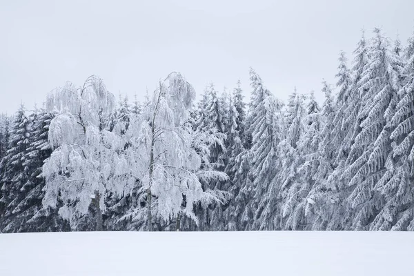 Árvores Inverno Com Neve — Fotografia de Stock