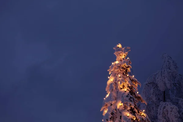 Árbol Navidad Nieve Invierno — Foto de Stock